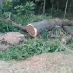 দোয়ারাবাজারে সরকারি গাছ কেটে নেয়ার কালে জব্দ করলো প্রশাসন