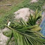বামনায় জমি বিরোধে রাতে সুপারি গাছ কেটে লক্ষাধিক টাকার ক্ষতি