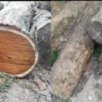 চা-বাগানে বন বিভাগের অভিযানে গাছ জব্দ