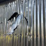 দোয়ারাবাজারে বোগলাবাজার ইউপি যুবদল সভাপতির নেতৃত্বে মসজিদ ভাঙচুরের অভিযোগ