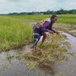 দোয়ারাবাজারে আওয়ামী’নেতা কর্তৃক কৃষকের ধানিজমিতে জোরপূর্বক হালচাষ, বাঁধা দেওয়ায় মারধর, মামলা দায়ের
