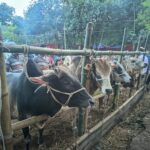 কোরবানির ঈদ সামনে রেখে প্রস্তুত দেশি গরু, সীমান্তে বিজিবি-চোরাকারবারি সংঘর্ষ : ভারতীয় গরু নিয়ে শঙ্কায় দোয়ারাবাজারের খামারিরা